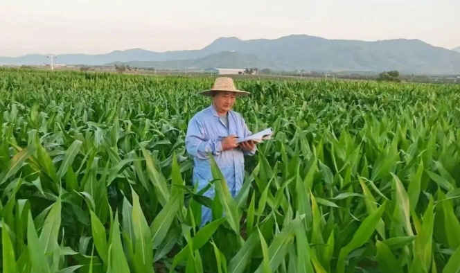 “歷經(jīng)14年精心培育的‘安科156’玉米新品種，審定通過(guò)啦！”
